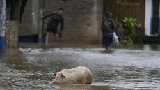 Prase se brodí zaplavenou ulicí v Tacumbu, ásti Asunciónu Paraguay suují...