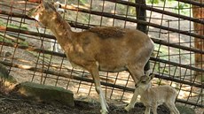 v liberecké zoologické zahrad se narodilo mlád ohroeného uriala bucharského.