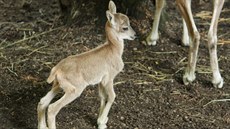 v liberecké zoologické zahrad se narodilo mlád ohroeného uriala bucharského.