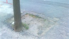 Stromy zalité asfaltem před školou v ulici Na Zlíchově v pražských Hlubočepích... Stromy zalité asfaltem před školou v ulici Na Zlíchově v pražských Hlubočepích...