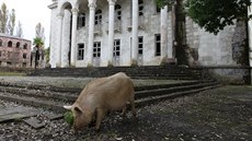 Doba sovtského blahobytu skonila, te je na vesnici nejvtím pokladem...