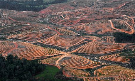 Detný prales v Indonésii musí stále astji ustupovat podnikavcm produkujícím...