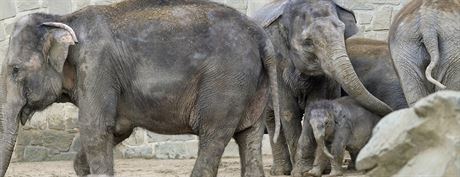 Ped pár dny pila slonice Vishesh o tém dvoluletého potomka - samiku Sumitru.