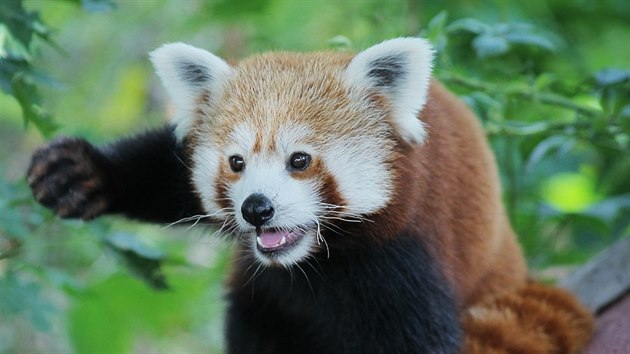 Ron samika pandy erven je novm prstkem plzesk zoologick zahrady. Chovatel doufaj, e se sp s tinctiletm samcem Chigo