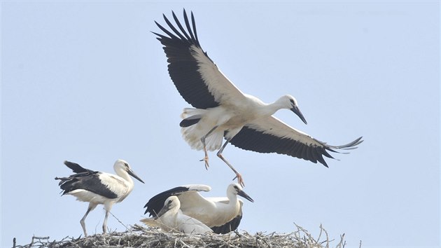 V Libiv na umpersku se narodilo pt mlat p blch. Podle ornitolog je takov poet vjimkou.