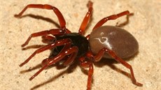 V propasti Macocha v Moravském krasu objevil Milan Řezáč z entomologického... V propasti Macocha v Moravském krasu objevil Milan Řezáč z entomologického...