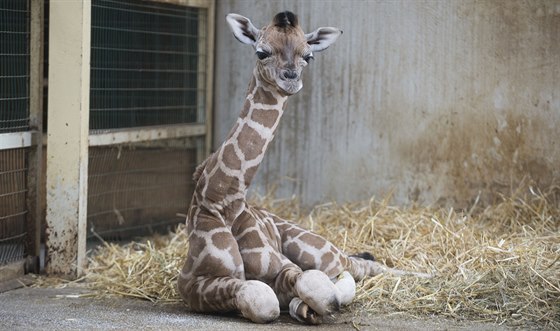 SAMEEK. Návtvníci zoologické zahrady mohou irafí mlád sledovat bhem...