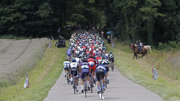 POD KLENBU STROM. Peleton v jedenct etap Tour de France. 