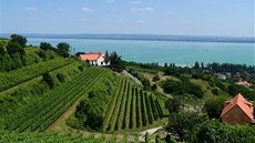 V okolí Balatonu dělají běžcům kulisy malebné vinice. V okolí Balatonu dělají běžcům kulisy malebné vinice.
