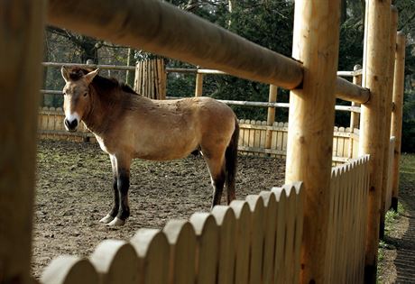 Kon Pevalského opoutjí Slatiany. Zoologická zahrada v Praze je pemístila...