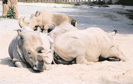 Vzácní bílí nosoroci Nesárí, Sudán, Nabíré a nejmladí Fatu pi odpoinku v...