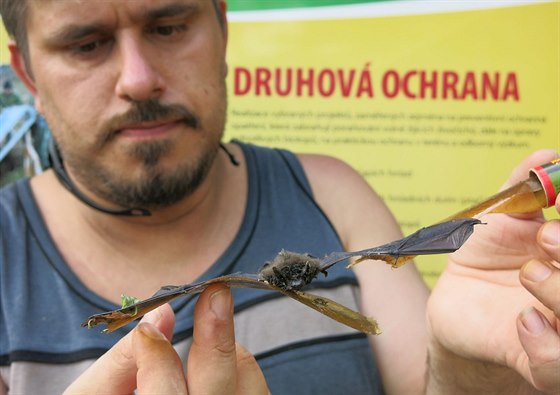 Bohuslav Jedík s netopýrem hvízdavým chyceným na mucholapce.