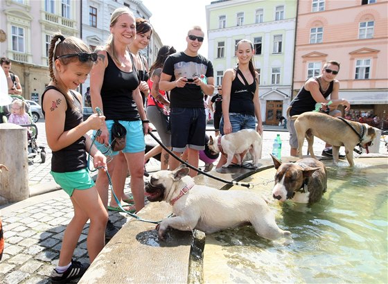 Pochod silných ps centrem Olomouce (26. 7. 2014).