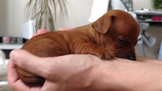 Štěňátko mělo podle veterinárního lékaře zhruba tři týdny Štěňátko mělo podle veterinárního lékaře zhruba tři týdny