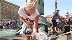 Pochod silných ps centrem Olomouce (26. 7. 2014).