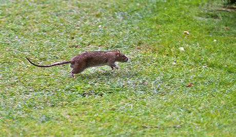 Jeden z potkaních obyvatel Tuilerijské zahrady v Paíi. (29. ervence 2014)