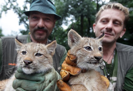 V brnnské zoo absolvovala 31. ervence první veterinární prohlídku tyata...