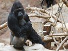 Goril samec Richard, respektovan hlava goril rodiny