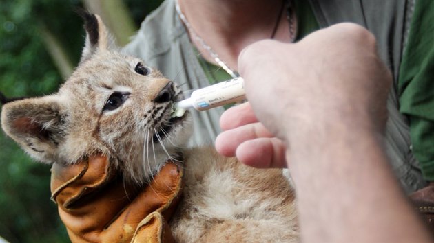 V brnnsk zoo absolvovala 31. ervence prvn veterinrn prohldku tyata rysa kanadskho, kter se narodila v kvtnu.