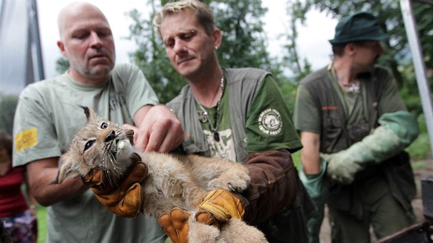 V brnnsk zoo absolvovala 31. ervence prvn veterinrn prohldku tyata rysa kanadskho, kter se narodila v kvtnu.