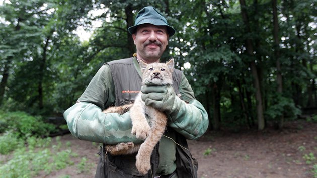 V brnnsk zoo absolvovala 31. ervence prvn veterinrn prohldku tyata rysa kanadskho, kter se narodila v kvtnu.