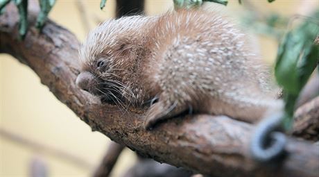 Mlád kuandu obecného v plzeské zoo.