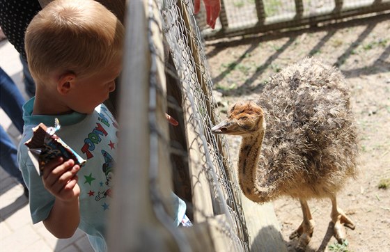 Návtvníci jihlavské zoologické zahrady mohou obdivovat mláata ptros.