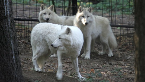 Jedním z lákadel druhé etapy safari v olomoucké zoo mla být projíka ve vláku mezi arktickými vlky (na snímku). Její stavbu te ale zabrzdili jiní vlci - ibertí, které není kam dát.