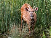 Antilopa sitatunga