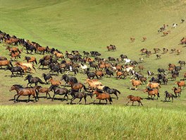 KON V ZELENI. Stádo koní se pase na louce ve Vnitním Mongolsku, které je...