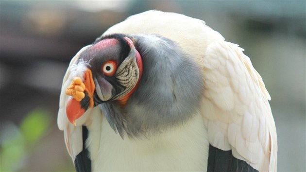 Kondor krlovsk v botanickm parku zoologick zahrady v Ostrav.