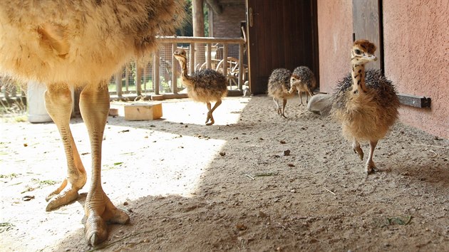 Nvtvnci jihlavsk zoologick zahrady mohou obdivovat mlata ptros.