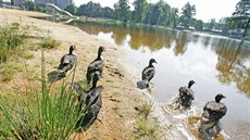 Svou vinu na rozšíření kožního onemocnění mají i vodní ptáci, v případě... Svou vinu na rozšíření kožního onemocnění mají i vodní ptáci, v případě...