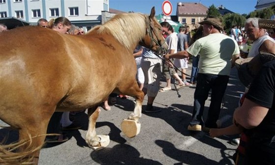 Kobyla Rozárka v devácích se stala raritou 19. roníku Volarských slavností