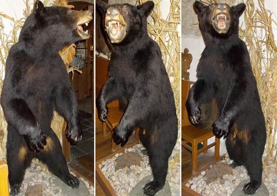 Vycpaný medvd baribal, kterého stát zabavil, koní v depozitái muzea v Opav.  