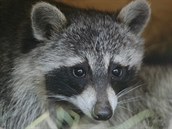 Mýval severní může klidně kousnout psa a nakazit ho infekční nemocí. Mýval severní může klidně kousnout psa a nakazit ho infekční nemocí.