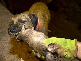 Merlin, a Border Terrier, chews on a dead rat which he killed during an...