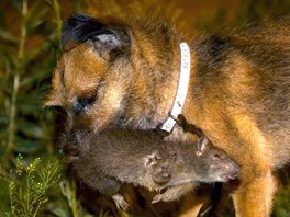 Tanner, a Border Terrier, kills a rat during an organized rat hunt on New York...