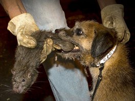 Tanner (R), a Border Terrier, kills a rat as Catcher (L), a...