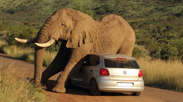 Sloni asto pouvaj stromy a skly k tomu, aby se zbavili nepjemnho svdn. Tentokrt k podobnmu elu poslouilo VW Polo.