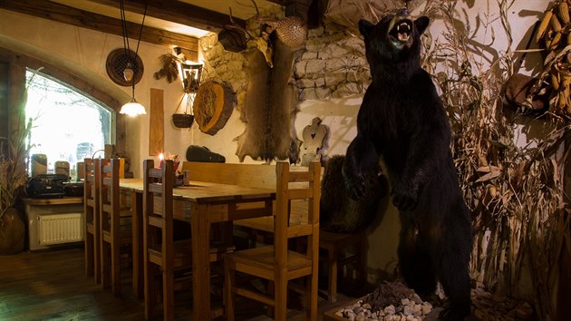Vycpan medvd baribal v litomylsk restauraci.