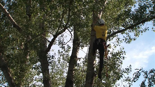 Arborist v Praze soutili v lezen po stromech.