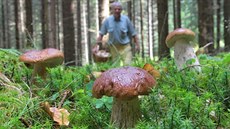 Houbařův sen. Karel Boháč se blíží ke třem nádherným pravým hřibům. Houbařův sen. Karel Boháč se blíží ke třem nádherným pravým hřibům.