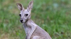 Zhruba tímsíní klokaní samiku z olomoucké zoo matka odvrhla a proto vyrstá...