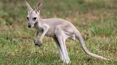 Zhruba tímsíní klokaní samiku z olomoucké zoo matka odvrhla a proto vyrstá...