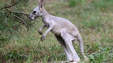 Zhruba tímsíní klokaní samiku z olomoucké zoo matka odvrhla a proto vyrstá...