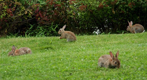 V jednom z krnovských park uhynul vtí poet divokých králík. (ilustraní snímek)