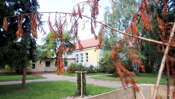 ást strom vysazených letos na jae na pardubické Dukle je u nyní suchá.