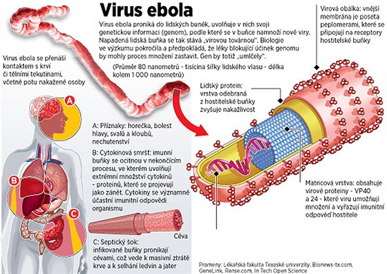 Co zpsobuje virus ebola