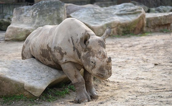 Samice nosoroce dvourohého Elika se v Zoo Dvr Králové narodila v záí 2012.